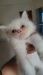 Pure Persian